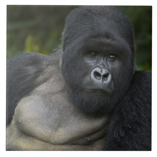 Mountain Gorilla en Silverback Tegeltje (Voorkant)