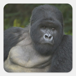 Mountain Gorilla en Silverback Vierkante Sticker