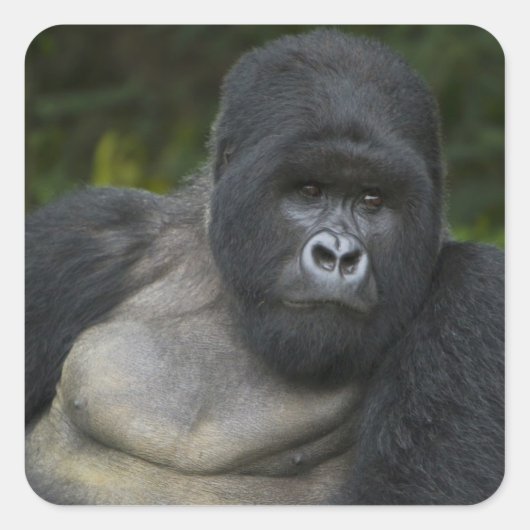 Mountain Gorilla en Silverback Vierkante Sticker (Voorkant)