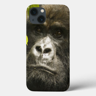 Mountain Gorilla, Gorilla beringei beringei, iPhone 13 Hoesje