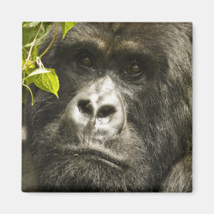 Mountain Gorilla, Gorilla beringei beringei, Magneet