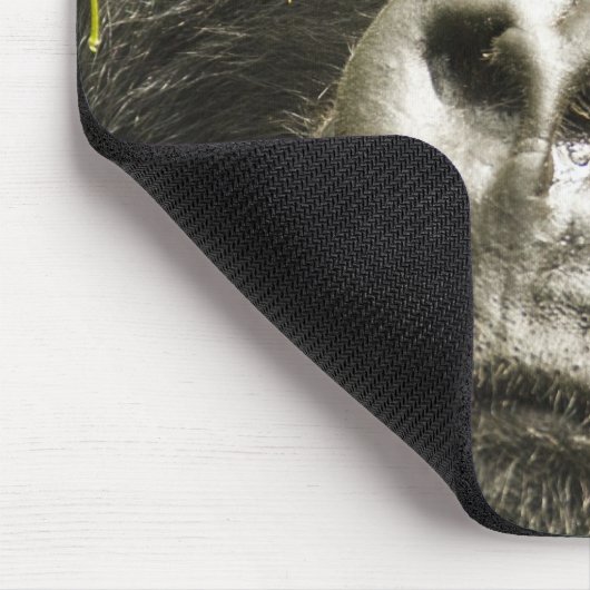 Mountain Gorilla, Gorilla beringei beringei, Muismat (Hoek)