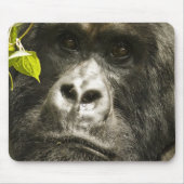 Mountain Gorilla, Gorilla beringei beringei, Muismat (Voorkant)