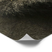 Mountain Gorilla, Gorilla beringei beringei, Poster (Hoek)