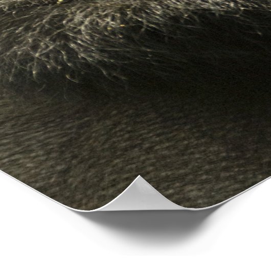 Mountain Gorilla, Gorilla beringei beringei, Poster (Hoek)