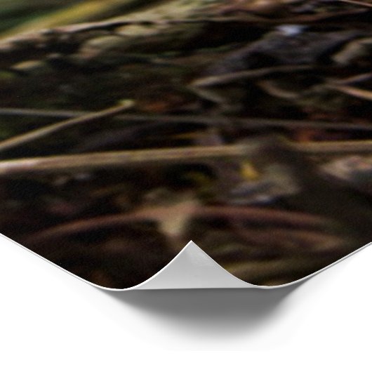 Mountain Gorilla | Gorilla Beringei Beringei Poster (Hoek)