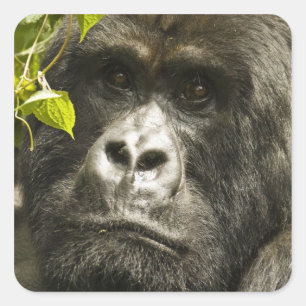 Mountain Gorilla, Gorilla beringei beringei, Vierkante Sticker