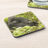 Mountain Gorilla, Gorilla beringei (voorheen G). Bier Onderzetter (Linkerzijde)