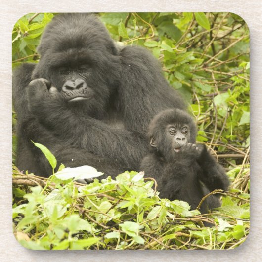 Mountain Gorilla, Gorilla beringei (voorheen G). Bier Onderzetter (Voorkant)