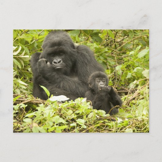 Mountain Gorilla, Gorilla beringei (voorheen G). Briefkaart (Voorkant)