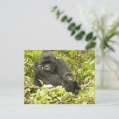 Mountain Gorilla, Gorilla beringei (voorheen G). Briefkaart (Staand voorkant)