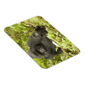 Mountain Gorilla, Gorilla beringei (voorheen G). Magneet (Rechterzijde)