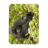 Mountain Gorilla, Gorilla beringei (voorheen G). Magneet (Verticaal)