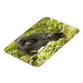 Mountain Gorilla, Gorilla beringei (voorheen G). Magneet (Linkerzijde)