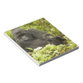 Mountain Gorilla, Gorilla beringei (voorheen G). Notitieblok (Schuin)