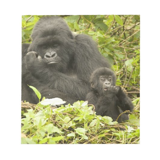 Mountain Gorilla, Gorilla beringei (voorheen G). Notitieblok (Voorkant)