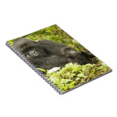 Mountain Gorilla, Gorilla beringei (voorheen G). Notitieboek (Rechterzijde)