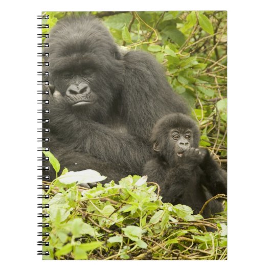 Mountain Gorilla, Gorilla beringei (voorheen G). Notitieboek (Voorkant)