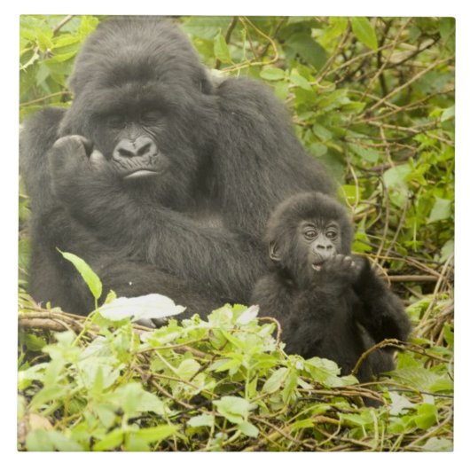 Mountain Gorilla, Gorilla beringei (voorheen G). Tegeltje (Voorkant)