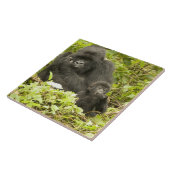 Mountain Gorilla, Gorilla beringei (voorheen G). Tegeltje (Zijkant)