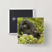 Mountain Gorilla, Gorilla beringei (voorheen G). Vierkante Button 5,1 Cm (Voorkant /achterkant)
