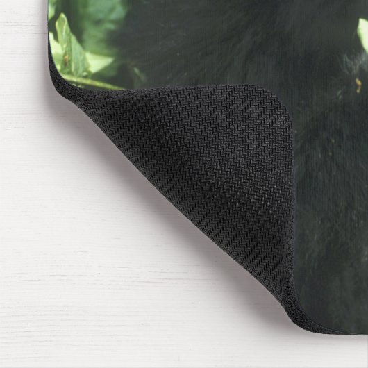 Mountain Gorilla (Gorilla gorilla beringei), Muismat (Hoek)