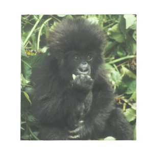 Mountain Gorilla (Gorilla gorilla beringei), Notitieblok