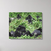 Mountain gorilla groep canvas print (Voorkant)