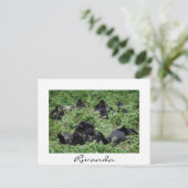Mountain gorilla groep witte grens vakantie feestdagenkaart (Staand voorkant)