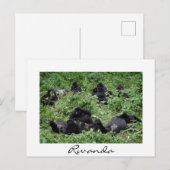 Mountain gorilla groep witte grens vakantie feestdagenkaart (Voorkant / Achterkant)