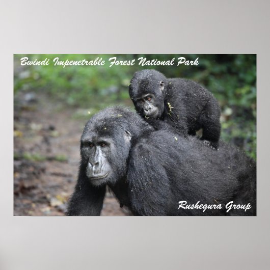 Mountain Gorilla/Moeder & Baby Poster (Voorkant)