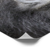 Mountain Gorilla Poster (Hoek)