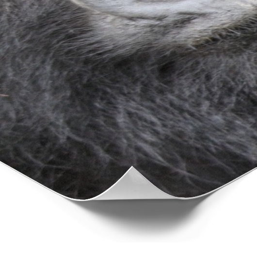 Mountain Gorilla Poster (Hoek)