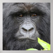 Mountain Gorilla Poster (Voorkant)