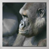 Mountain Gorilla Poster Print (Voorkant)