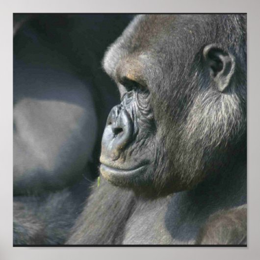 Mountain Gorilla Poster Print (Voorkant)