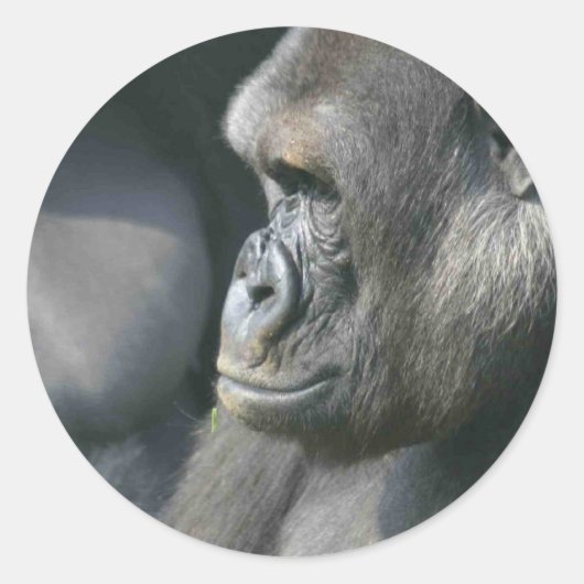 Mountain Gorilla Stickers (Voorkant)