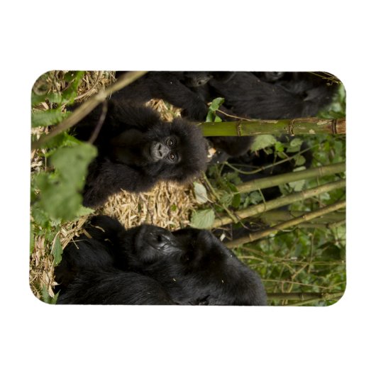 Mountain Gorilla, volwassen met jonge Magneet (Horizontaal)