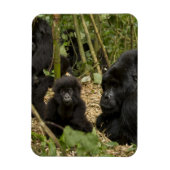 Mountain Gorilla, volwassen met jonge Magneet (Verticaal)