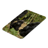 Mountain Gorilla, volwassen met jonge Magneet (Linkerzijde)