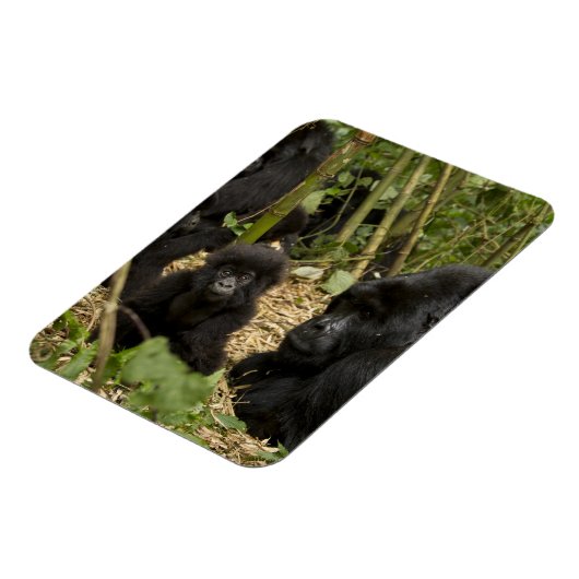 Mountain Gorilla, volwassen met jonge Magneet (Linkerzijde)