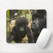 Mountain Gorilla, volwassen met jonge Muismat (Met muis)