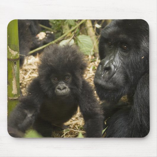 Mountain Gorilla, volwassen met jonge Muismat (Voorkant)