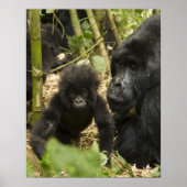 Mountain Gorilla, volwassen met jonge Poster (Voorkant)