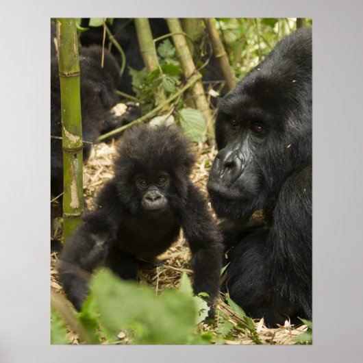 Mountain Gorilla, volwassen met jonge Poster (Voorkant)