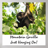 Mountain Gorilla zit gewoon aan. Poster (Voorkant)