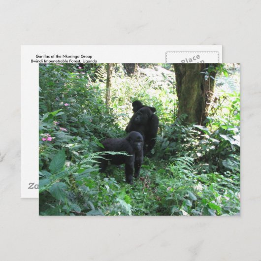 Mountain Gorillas Briefkaart (Voorkant / Achterkant)