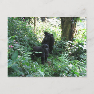 Mountain Gorillas Briefkaart
