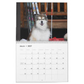 Mountain Home's Poederhond CDX, RAE, RM, CGC, WL Kalender (Mar 2027)