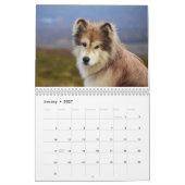 Mountain Home's Poederhond CDX, RAE, RM, CGC, WL Kalender (Jan 2027)